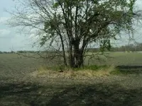 cachetree.webp