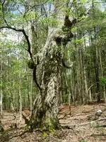 Big tree.webp