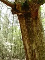 Tree wire.webp