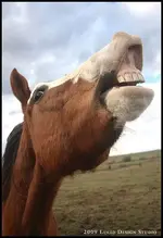 horse1.webp