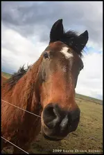 horse3.webp