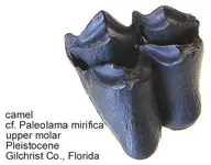 camelmolar.webp