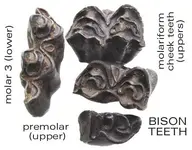 bisonteethocclusal.webp