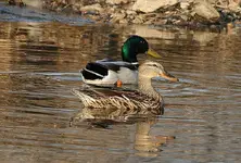 IMG_2616 Mallard card 2.webp