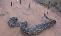 Python in electric fence.jpg