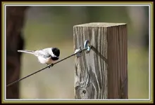 IMG_2779 Highwire act.webp