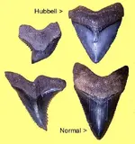 hubbellnormal.webp