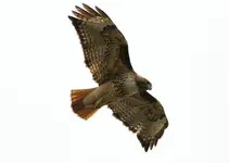 marsh 4 - 14 - 6 056_RJ_2.webp