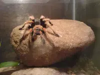spider.webp