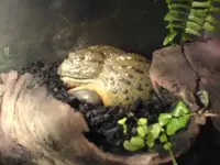 Bullfrog.webp