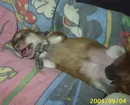 bez_sweetdreams.webp