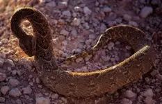 Puffadder strike.webp