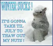 frozen nuts.webp