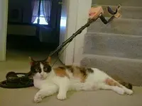 cat and  detector.webp