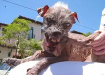 ugly.webp