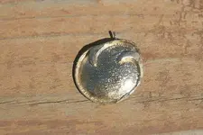earring.webp