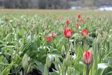 tulips.webp
