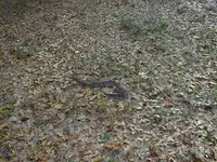 march moccasin.webp