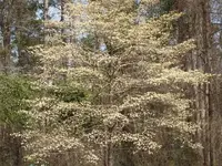dogwood [640x480].webp