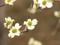 dogwoodflower [Desktop Resolution].webp