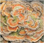 Fungi...NC 06.webp