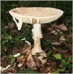 MUSHROOM..S..webp