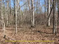 Site237nexttoVernalPond2.webp