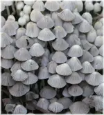 mushrooms nc 121.webp