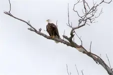 eagle3.webp