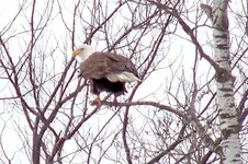eagle7.webp