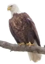 Eagle 10.webp