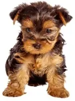 yorkie.webp