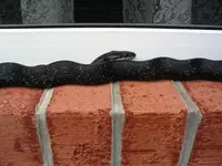 snake2.webp