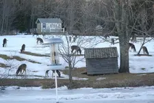 deer1.webp