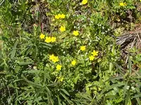 spring flowers 006.webp