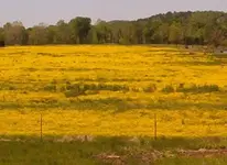 spring flowers 001.webp