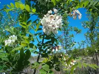spring flowers 007.webp