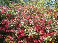 spring flowers 005.webp