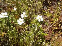 spring flowers 009.webp