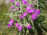 spring flowers 002.webp