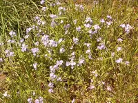 spring flowers 004.webp