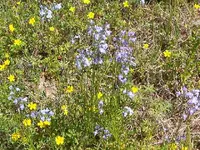 spring flowers 003.webp