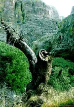 Organ Mountains.webp