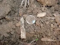 dime in dirt.webp dime in dirt.webp