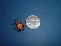orb spidey 1.webp