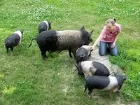 Sam, and Oreo\'s babies. Wild Pig..webp