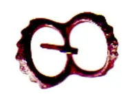 Schnalle 2a.webp