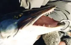 Muskie Teeth.webp