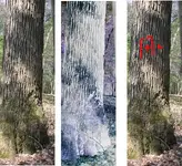 celler spring 04 2.webp