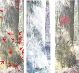 tree.webp